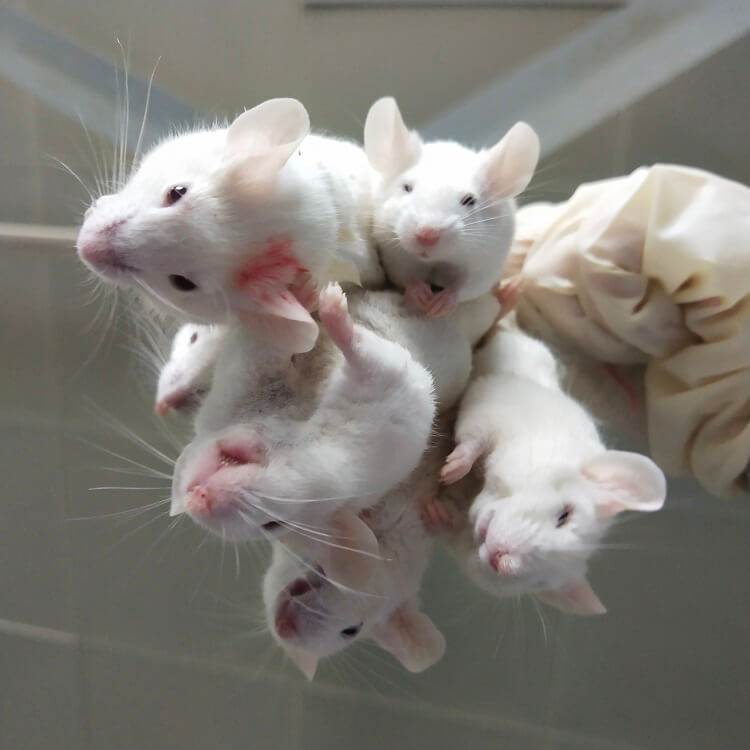 Animal testing in China