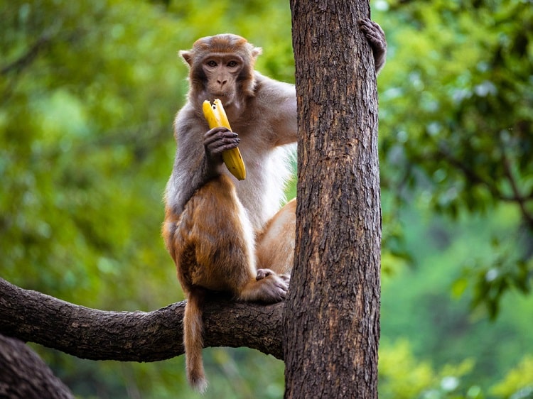 Macaque monkey Qianling Park