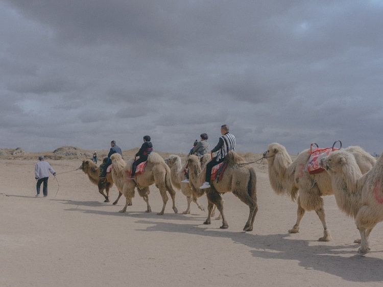 Camel ride Ningxia