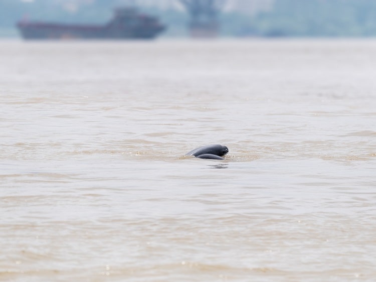 Finless porpoise Yangtze River