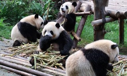 China is known and famous for pandas