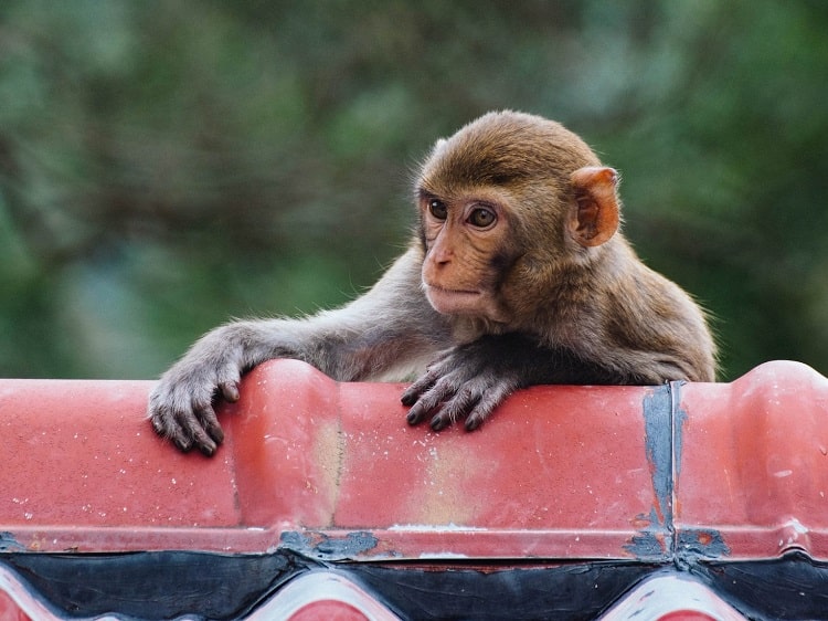 Macaque monkey at Ten Thousand Buddhas Monastery