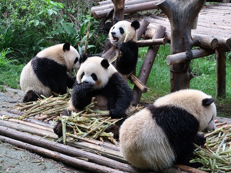pandas in chengdu