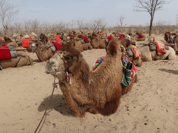 camel sitting down in Yinchuan desert