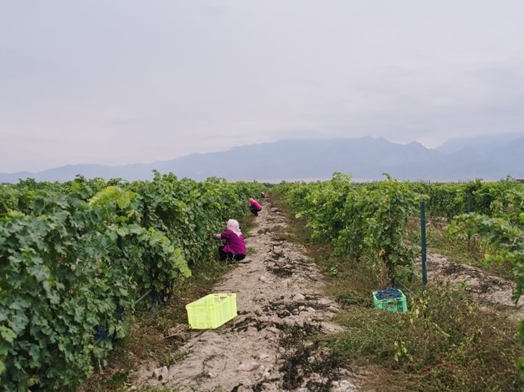 Vineyard in Yinchuan